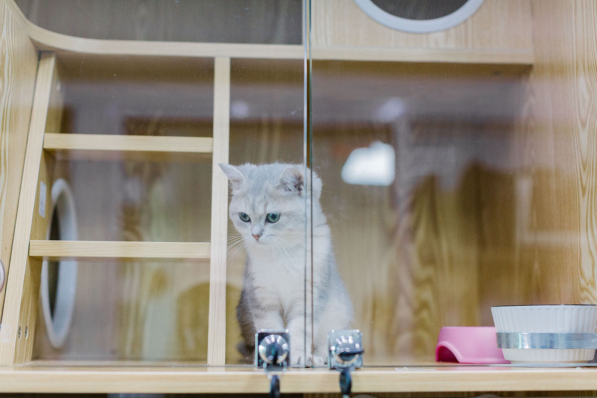 宠物猫的娱乐与游戏：创造有趣和刺激的环境，让猫咪快乐健康