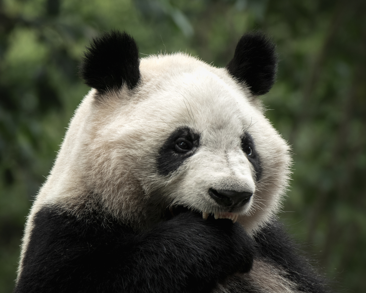 国宝大熊猫：中国珍稀动物的魅力与保护