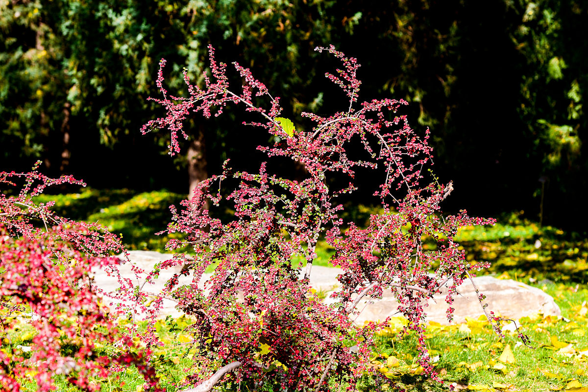 帮我写一首中文诗要求体现校园春日美景花从石缝生出大自然的奇妙生机