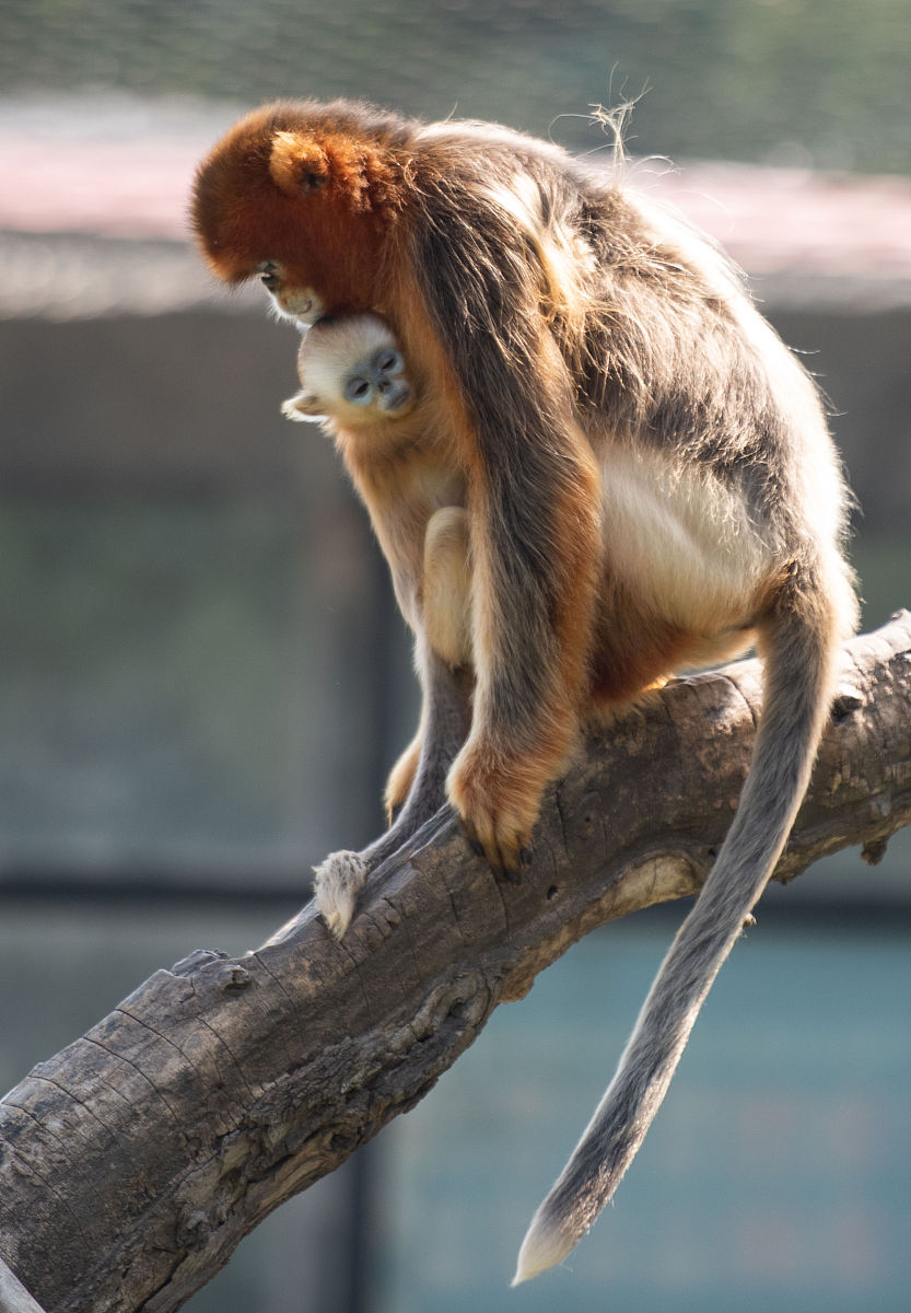 揭秘金丝猴行为: 为什么说它们不乖巧?