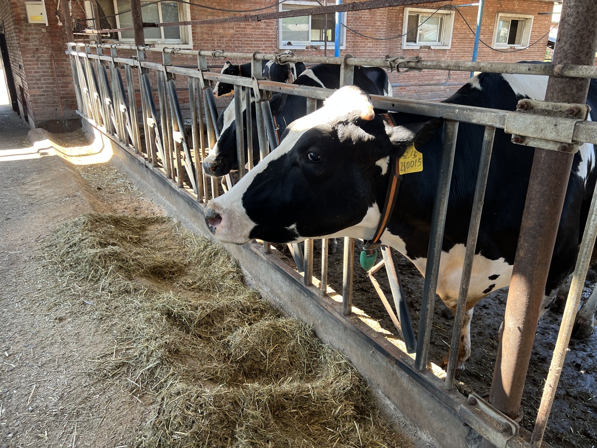 育肥牛生长环境差：影响生长发育和健康的四大问题