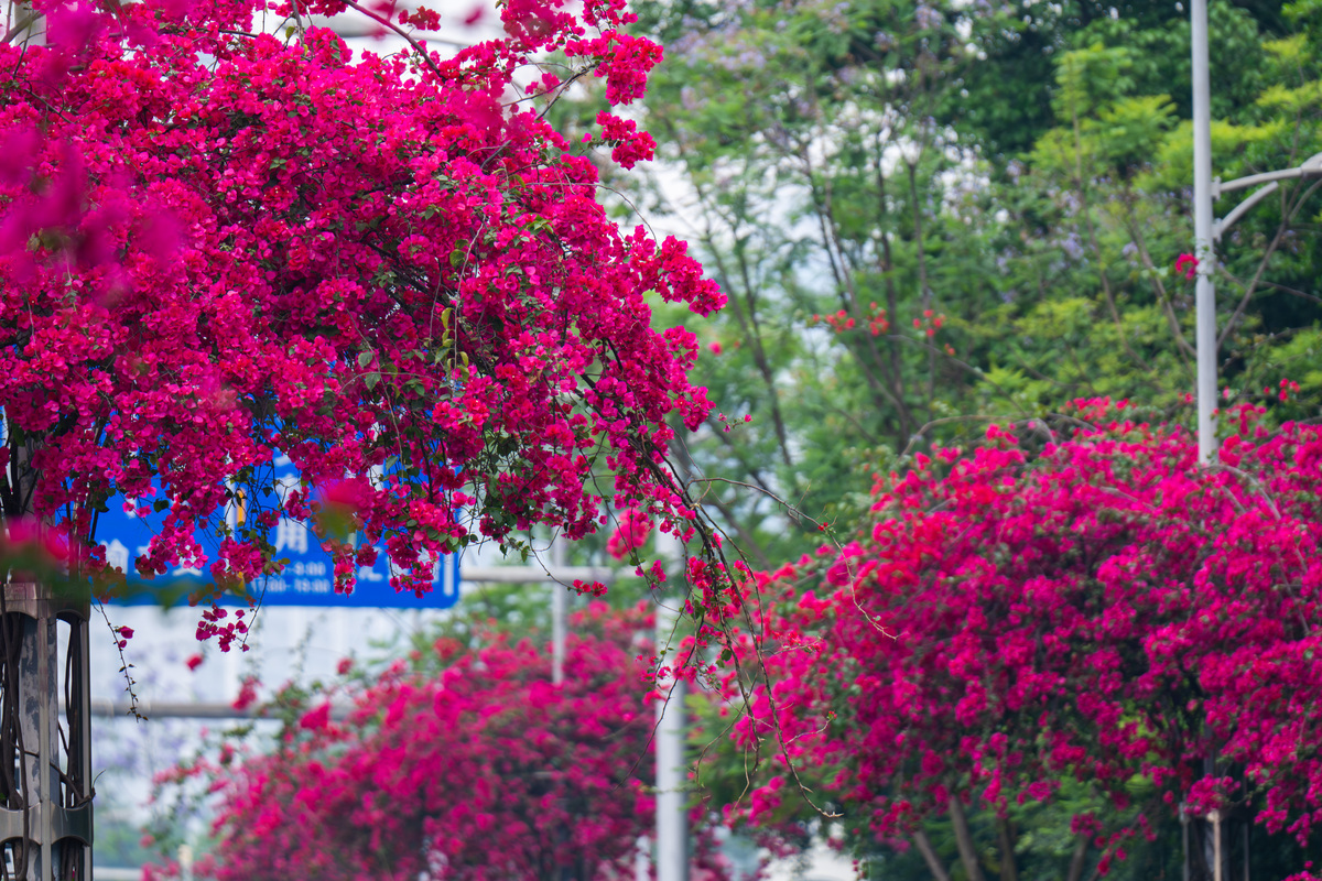 雨后的清晨院子里绿油油的有紫薇月季三角梅也有自己种的葱有蜗牛有狗空气非常清新用五言律诗描述一下。