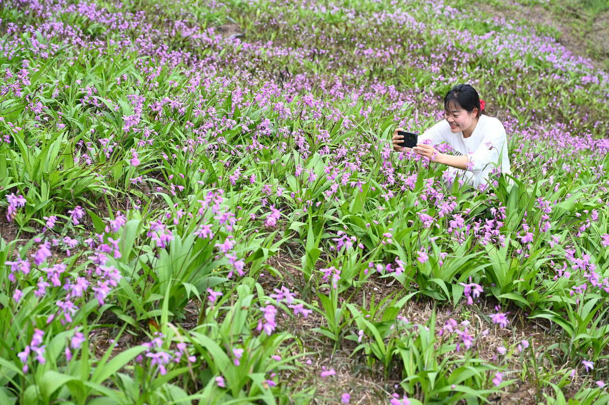 2026年4月10日,四川内江,东兴区永福镇鲤鱼塘村白芨,.