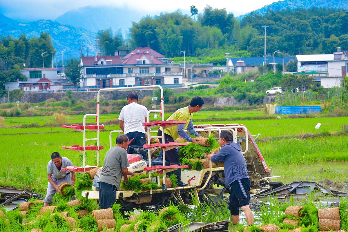 乡村振兴实践活动报告：参观示范村，学习成功经验
