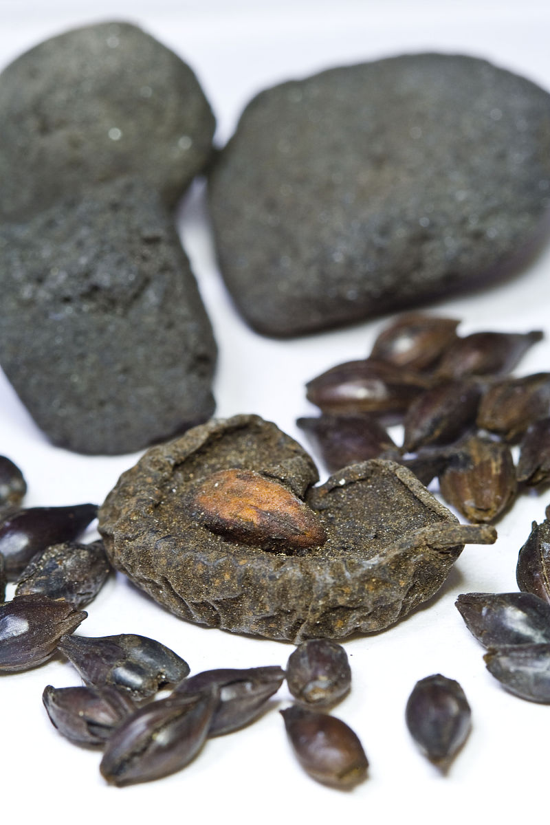 江西中医药大学中药制药专业招生 | 2022年招生简章