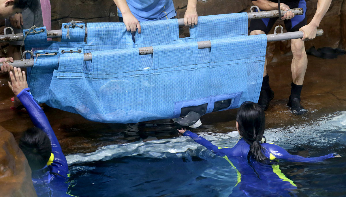 兰州极地海洋世界优待证使用规则：一张证限购一张票