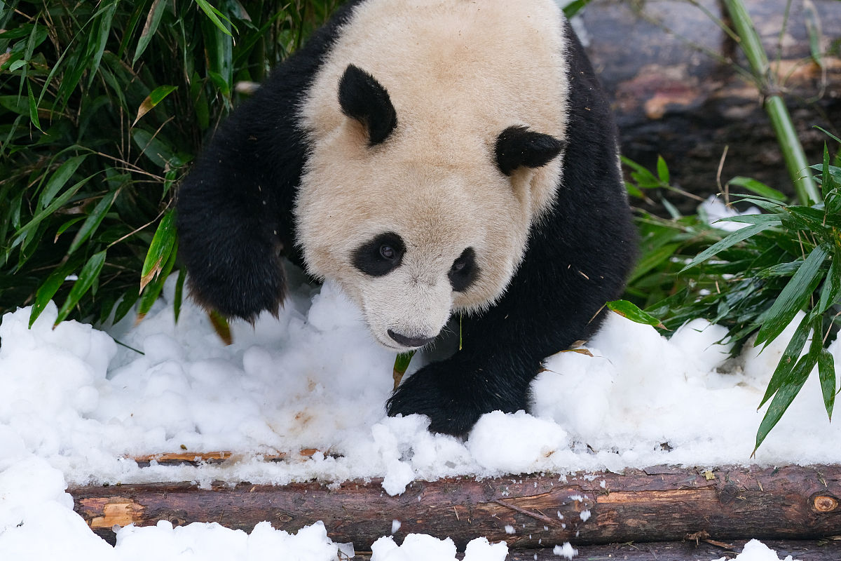 成都五月花学校2022年招生专业：多元化选择、实践能力培养和教学质量认可