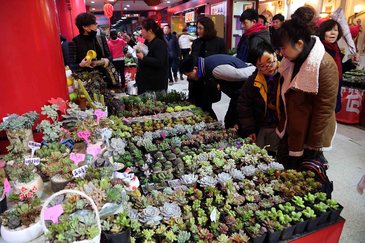 刺梨：未来市场的新宠儿，发展前景分析