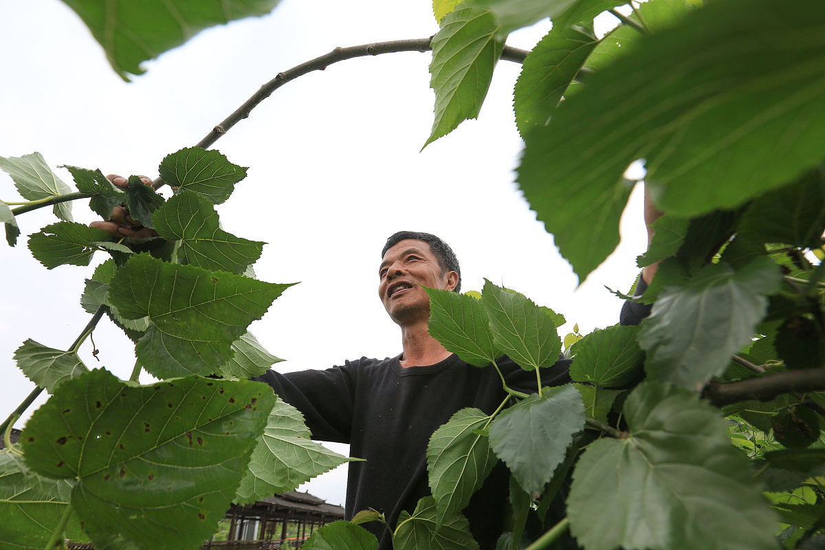桑叶采摘最佳时间：清晨或傍晚