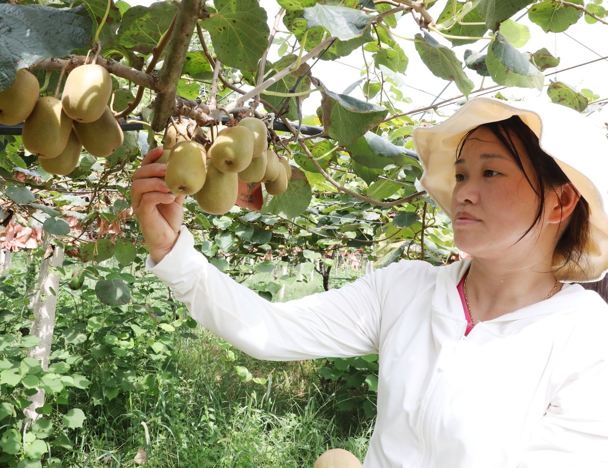 蒲江猕猴桃产业升级：品种、种植、加工技术提升路径