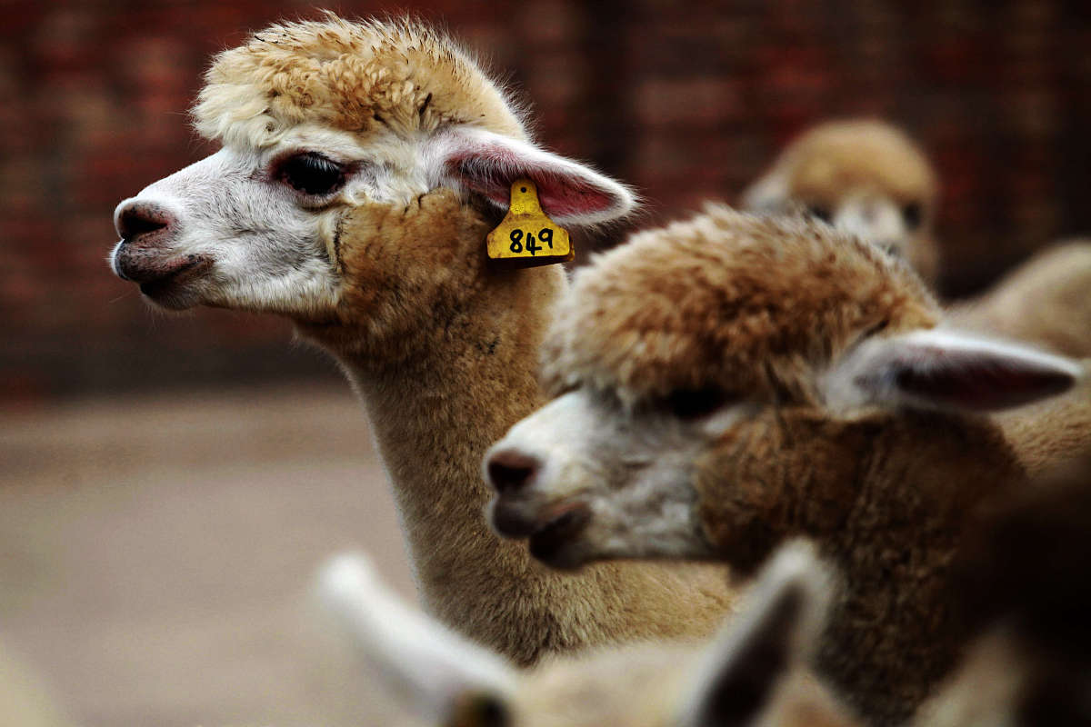 动物防疫与检疫专业有没有行业前景