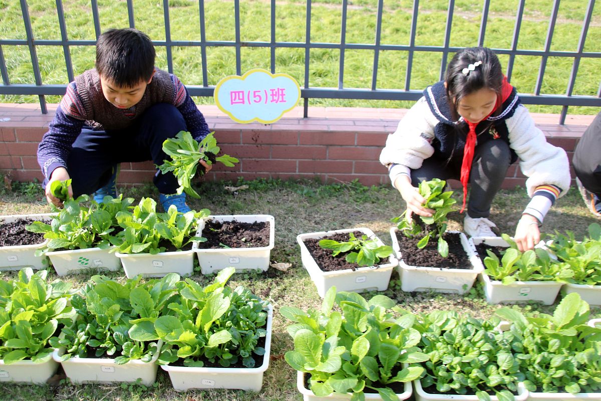 小学生种植蔬菜的收获和体会小学生种植蔬菜的收获和体会很多主要包括以下几个方面：1 了解蔬菜生长的过程：通过种植蔬菜小学生可以了解蔬菜的生长过程包括播种、浇水、施肥、除草、控制病虫害等从而培养他们的观察力和耐心。2 培养责任感：小学生需要每天去浇水、除草、施肥等这样能够培养他们的责任感让他们学会照顾和关爱植物。3 收获新鲜蔬菜：种植蔬菜的最大收获就是能够收获新鲜蔬菜这不仅能够满足小学生的好奇心还能够