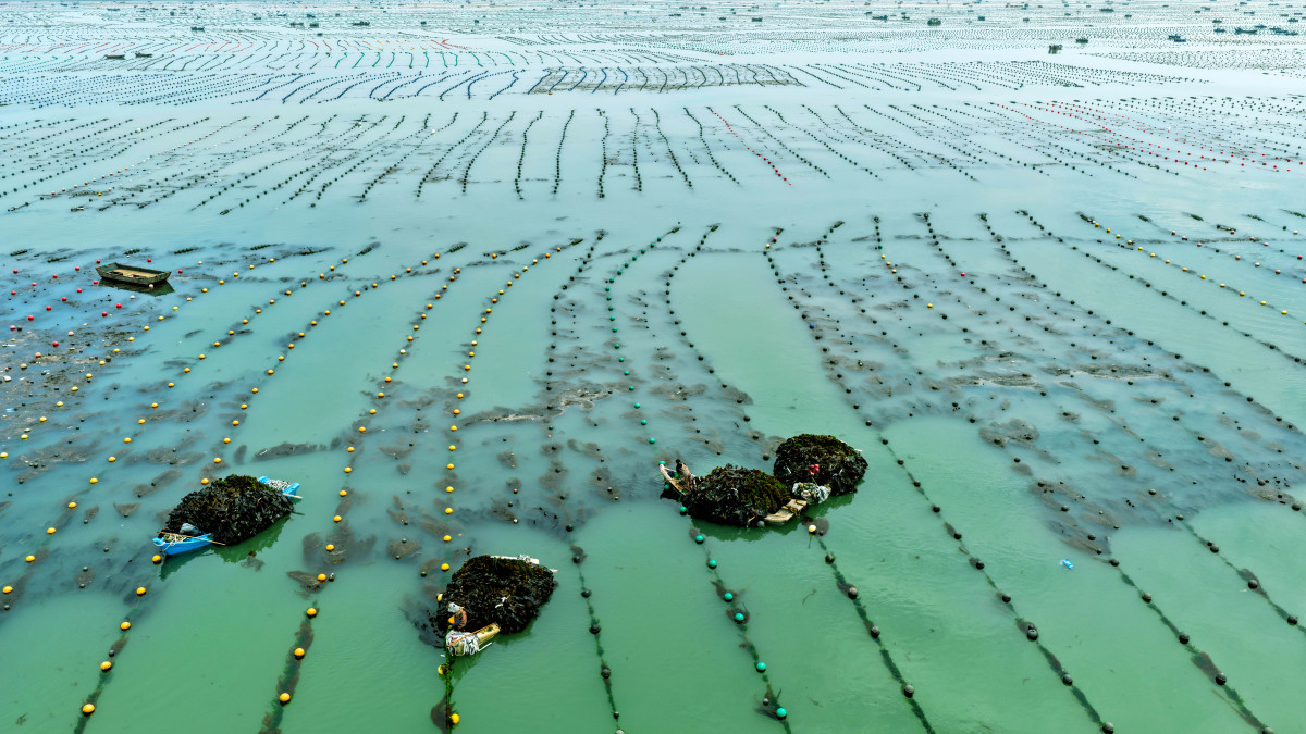 春季15℃海水投放底播海参苗指南：选址、数量、质量、保护