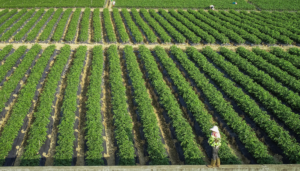 某一道地药材的可持续发展对策研究