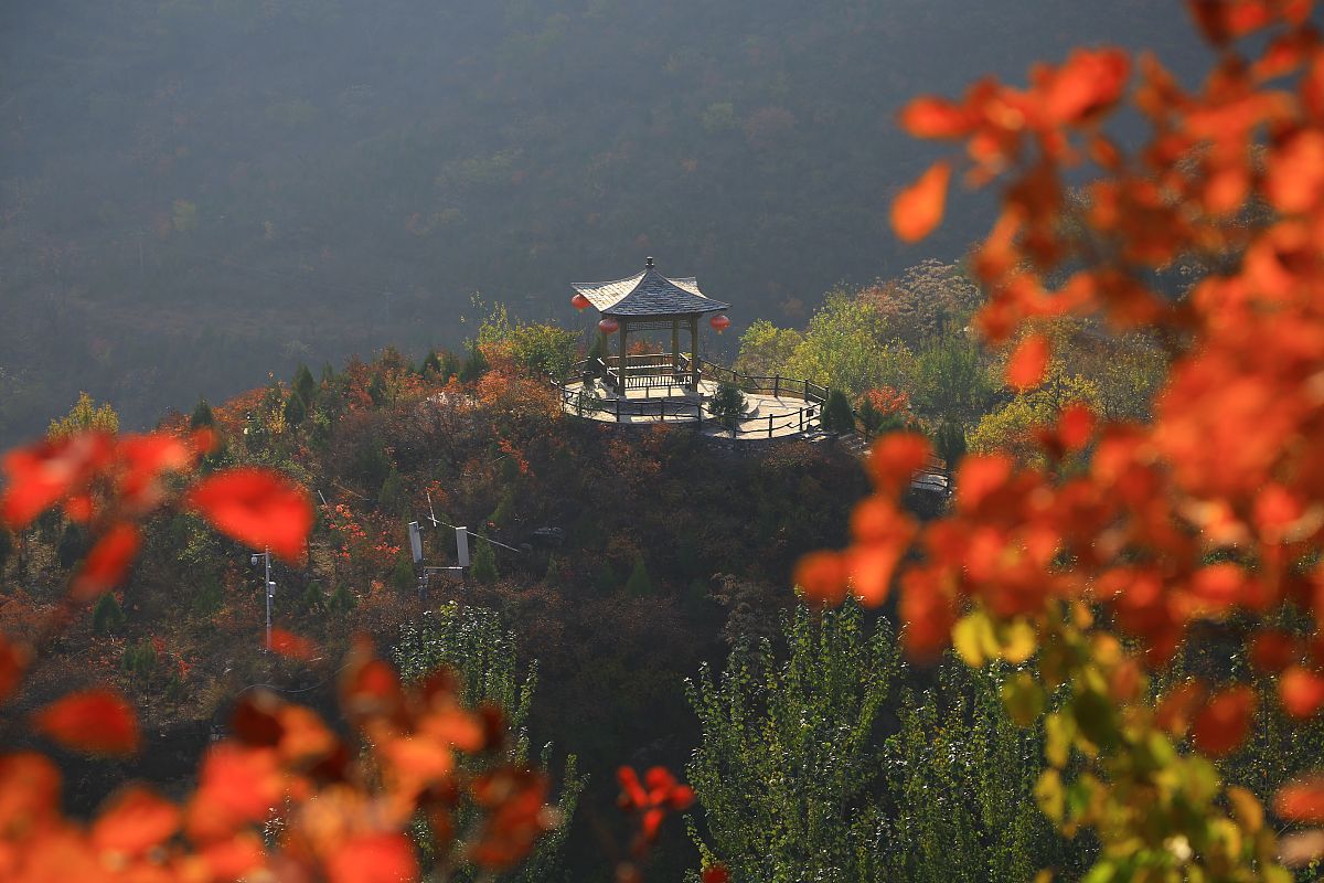 2017年11月01日,北京,深秋时节房山坡峰岭红叶好看正当时.景区漫山红