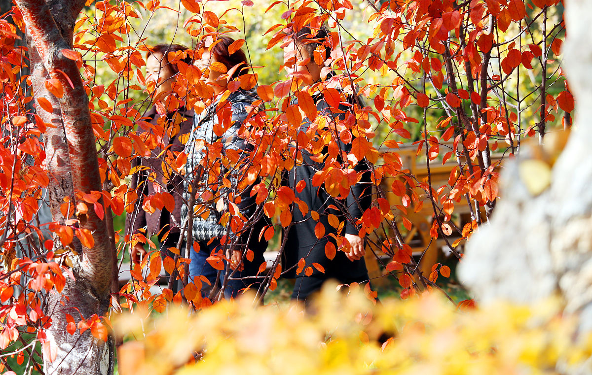 秋风送爽，层林尽染，祝阿姨生日快乐