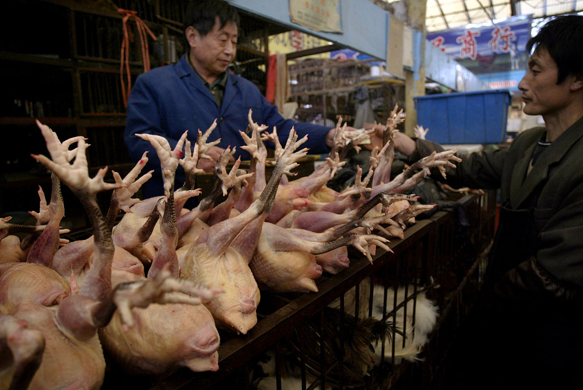 2023年白条鸭价格走势预测及影响因素分析