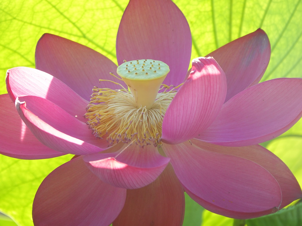 请帮我写1篇不少于800汉字的博客文章语言要幽默接地气。主题是：莲花的寓意和象征莲花风水寓意象征意义