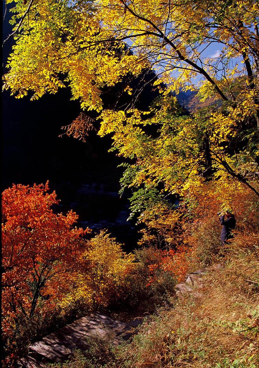 写一篇诗情画意的文章