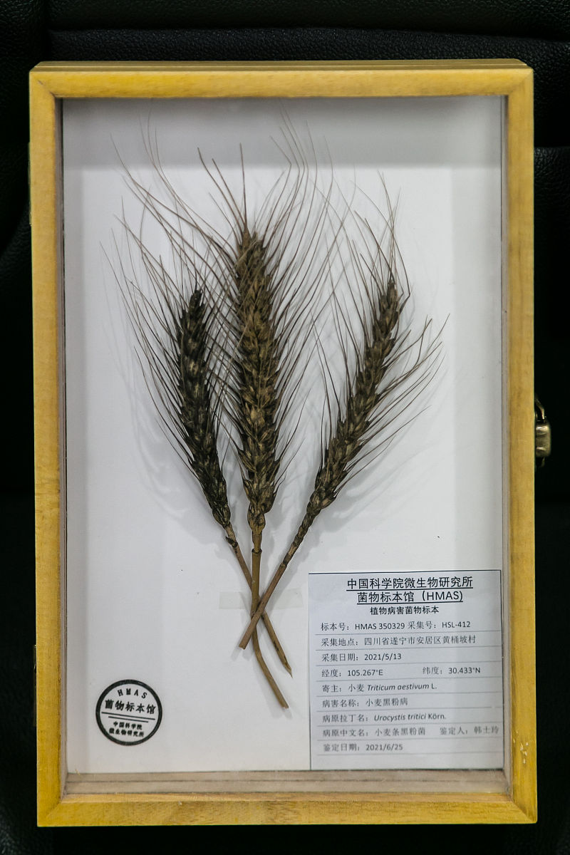 菌物采集分类实习心得200字