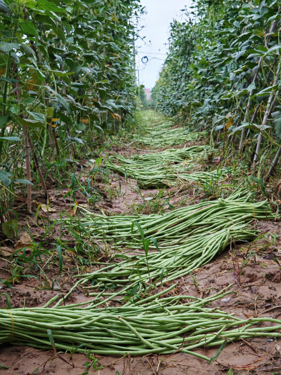 8亩甘蔗+2亩豆角种植计划:提高产量,优化收益 8亩甘蔗+2亩豆角种植计划:提高产量,优化收益