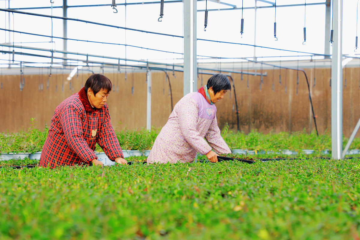 选择重庆职业学校中草药栽培技术专业怎么样？