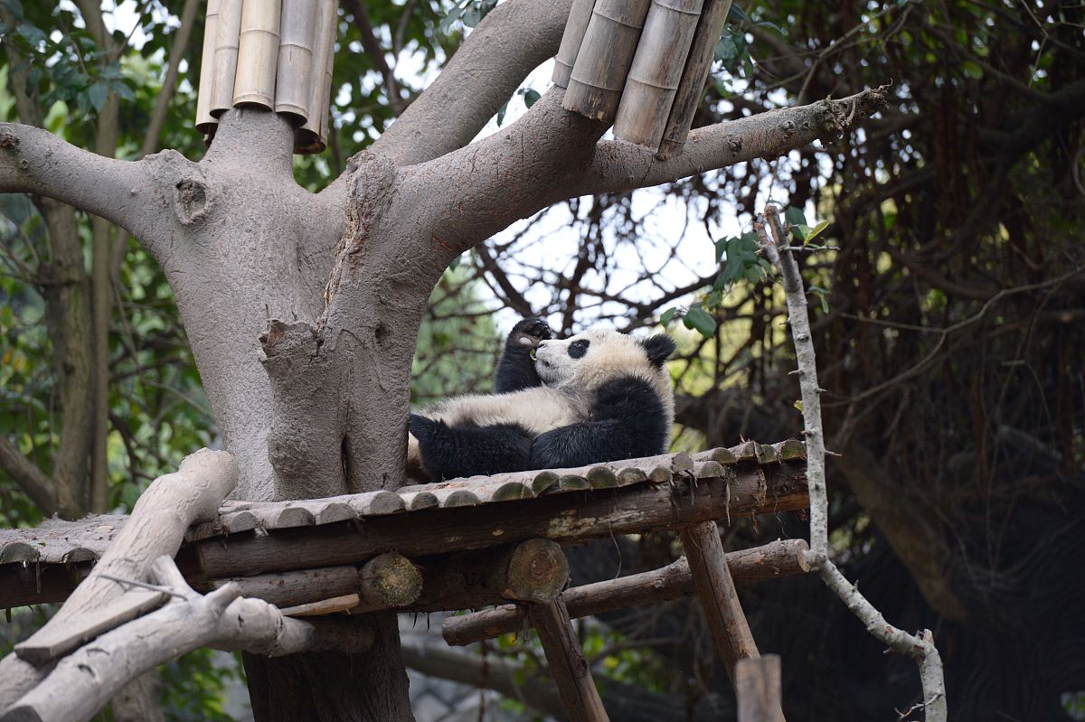 2021年成都最受欢迎的幼师学校推荐