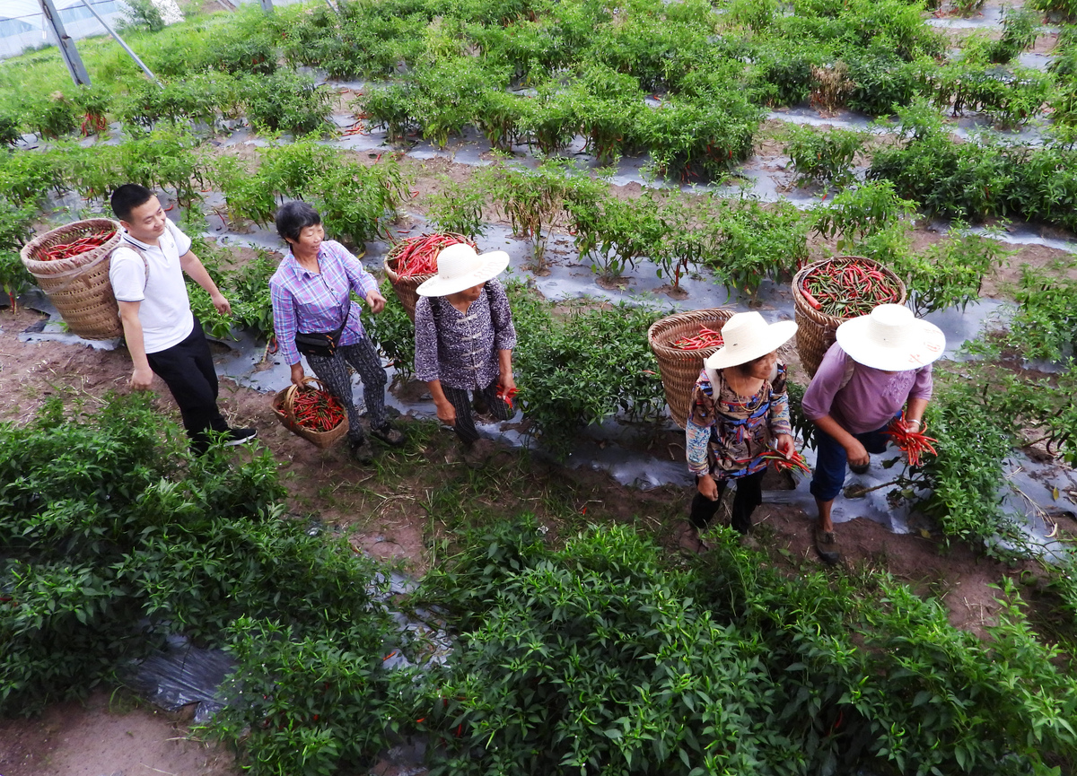 巴飘村种植业发展潜力分析及策略