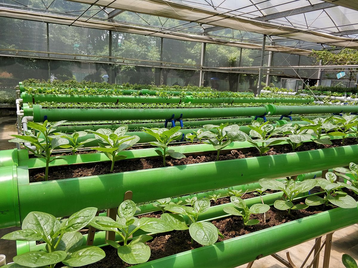 FFP长度对蔬菜种植的影响：研究区域分析