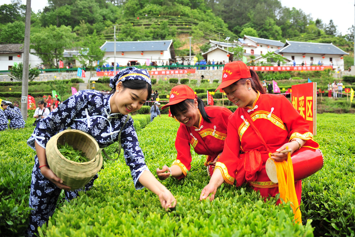 你们县自然资源不错但是养在深闺无人知茶叶资源丰富有革命遗址古城遗迹与其他知名景区隔得近让你搞一个旅游规划方案你会重点推介什么按照公务员面试标准回答600字左右