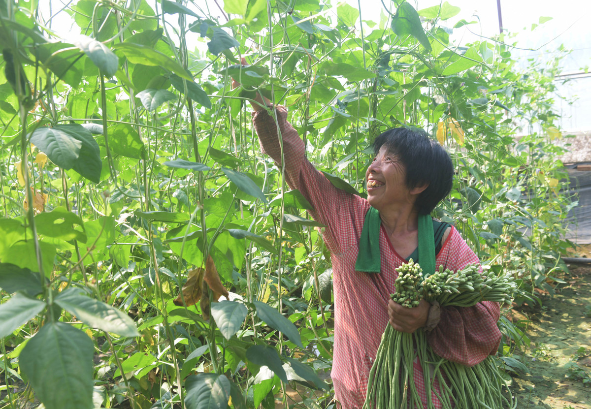 百香果助农市场可行性分析 300字