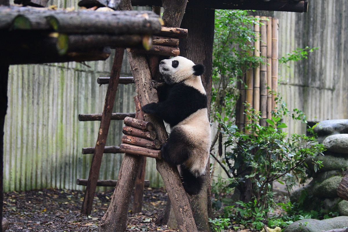 成都必去景点推荐：5个不容错过的打卡地