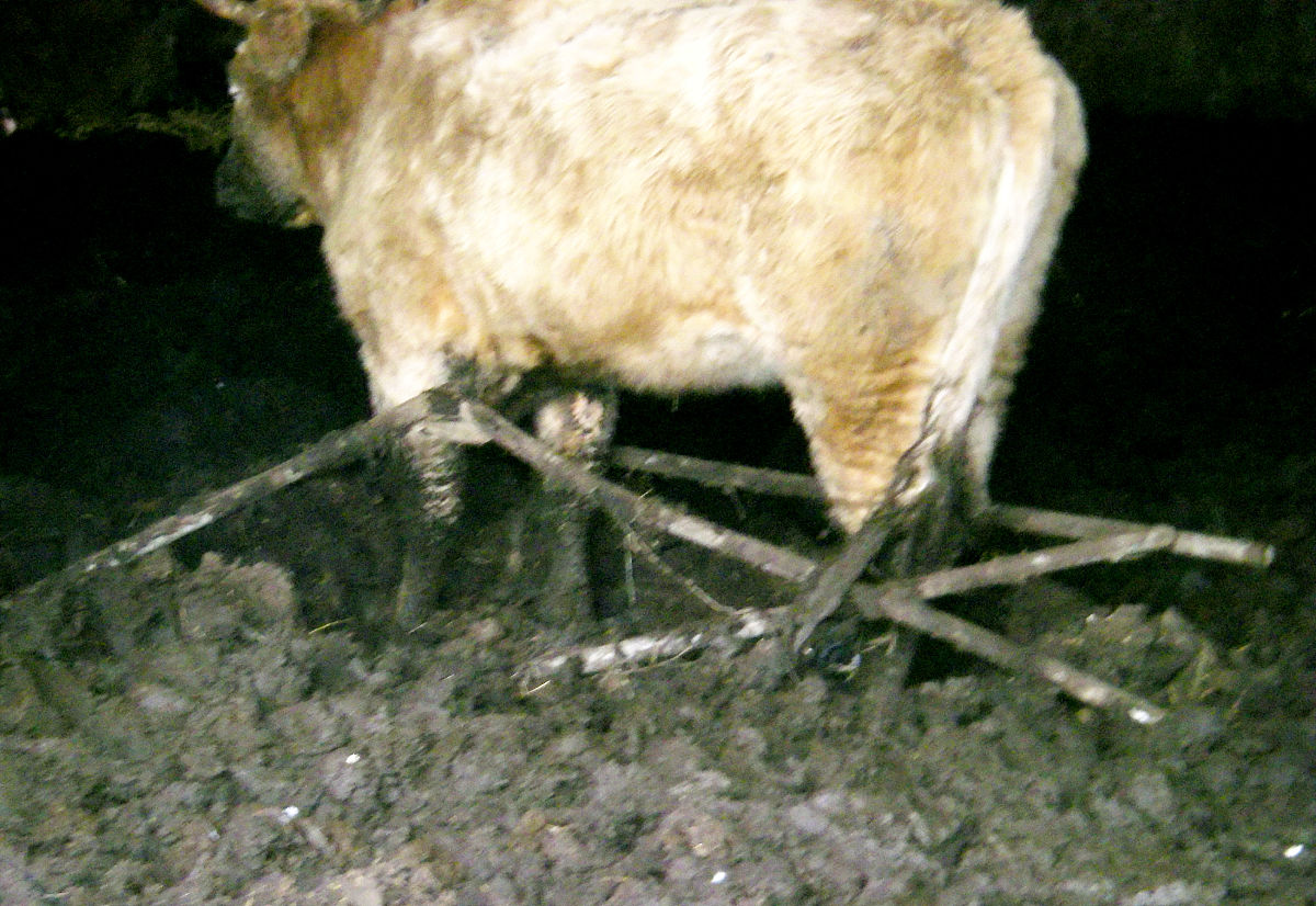 Animal期刊：动物科学领域国际领先期刊