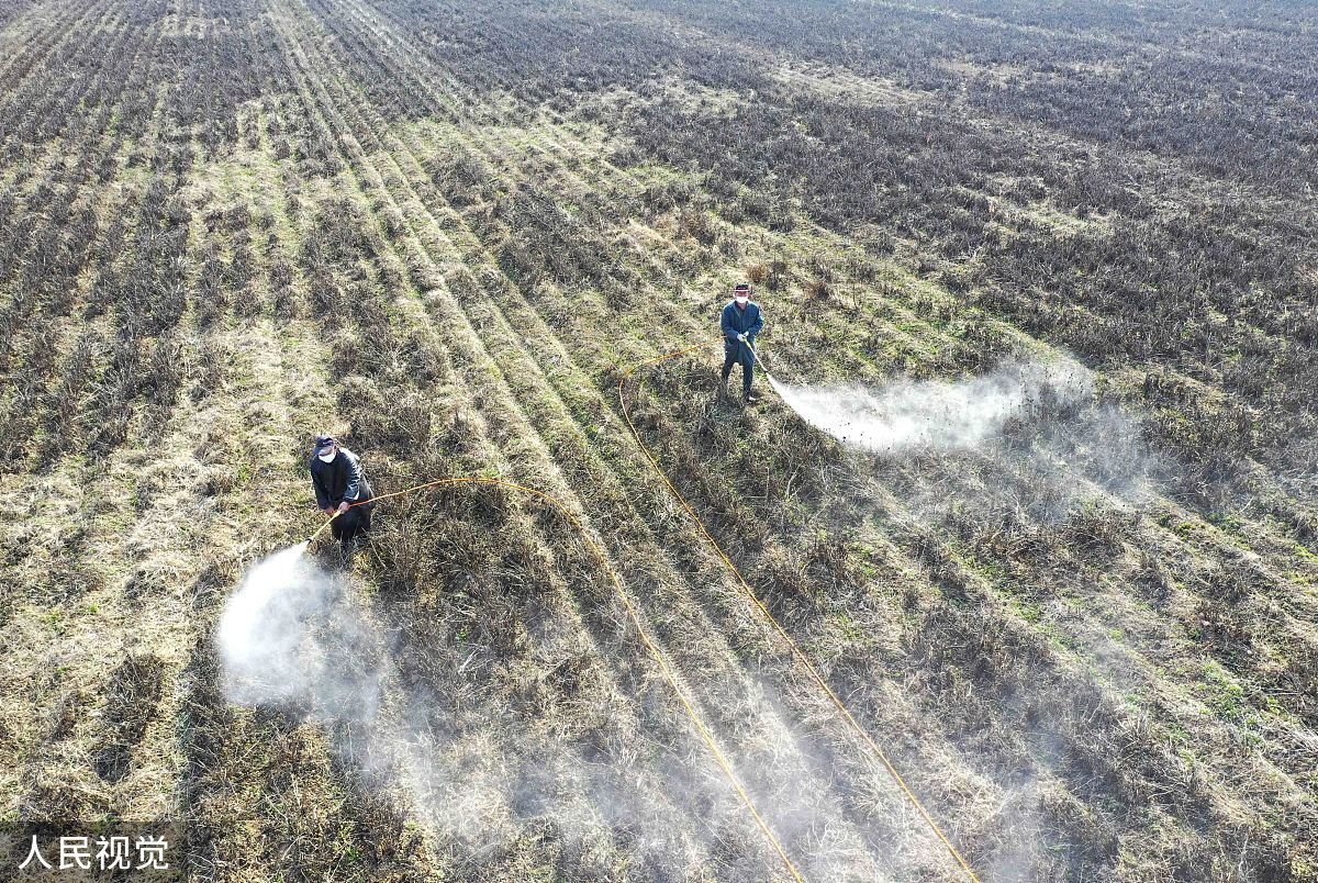 写一份三千字的白芍育种计划书
