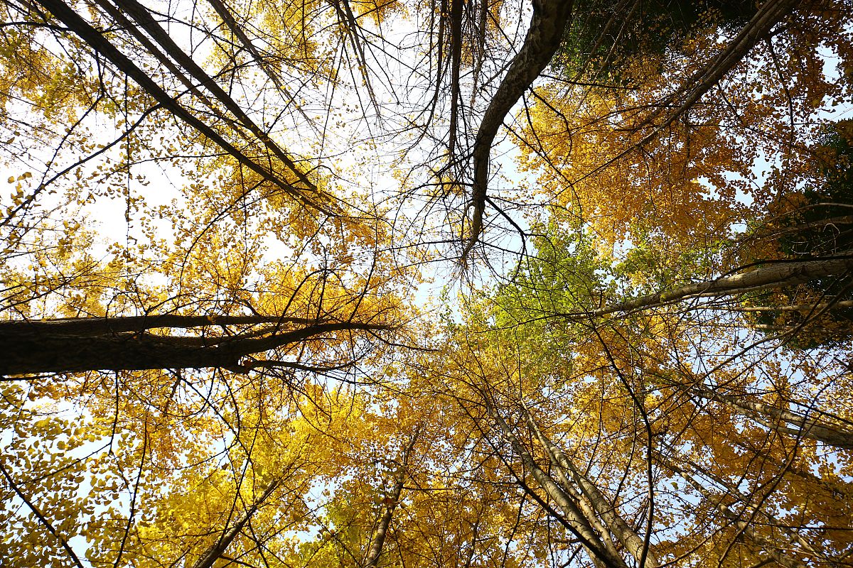 重庆工商职业学院经济类专业：会计学、财务管理、国际经济与贸易等