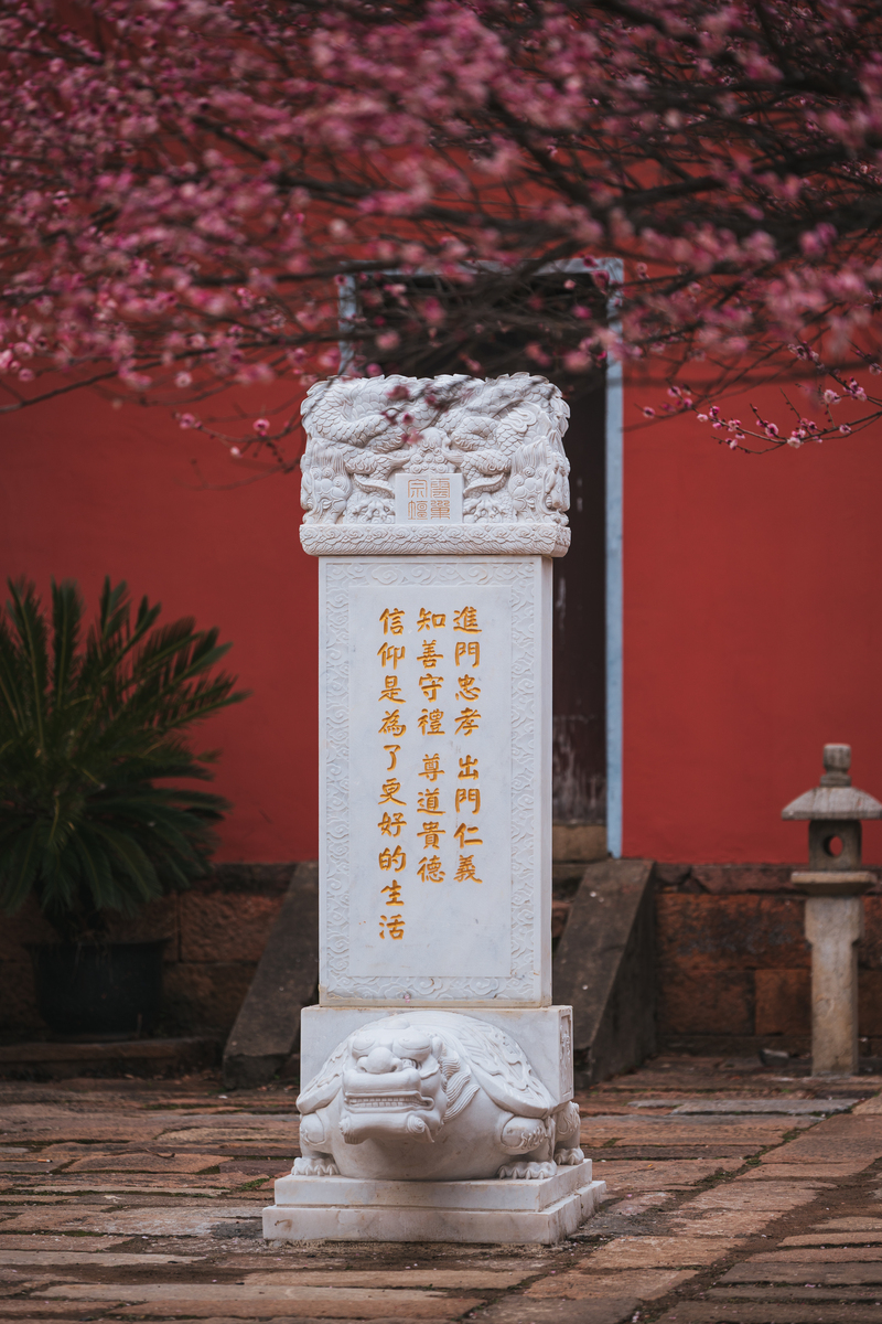 2026年2月1日,浙江湖州,古梅花观内,盛开的梅花.