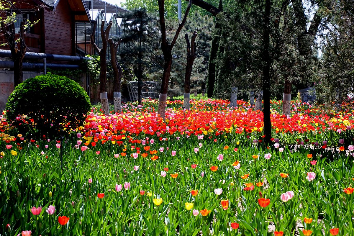 2019年4月14日,北京,在世界花卉大观园内,郁金香花盛开,不同品种,色彩