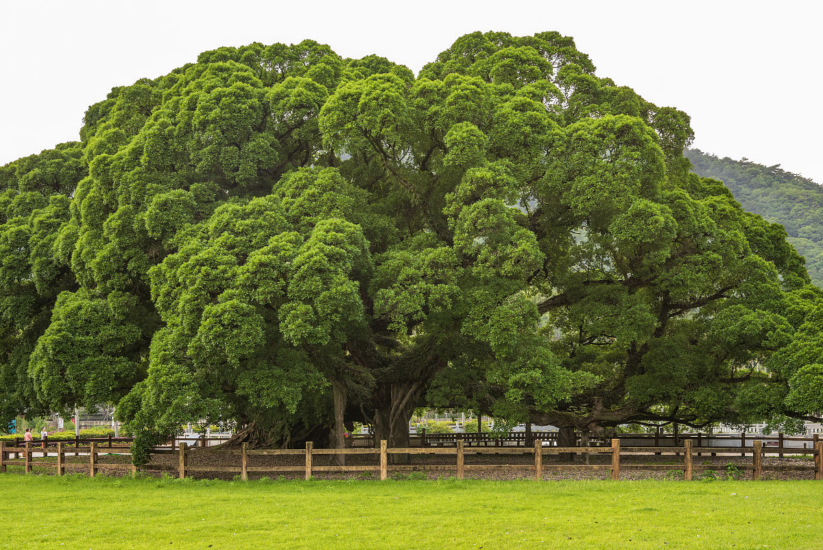 台江中等职业学校2021年招生简章 - 培养高素质人才，开启职业梦想