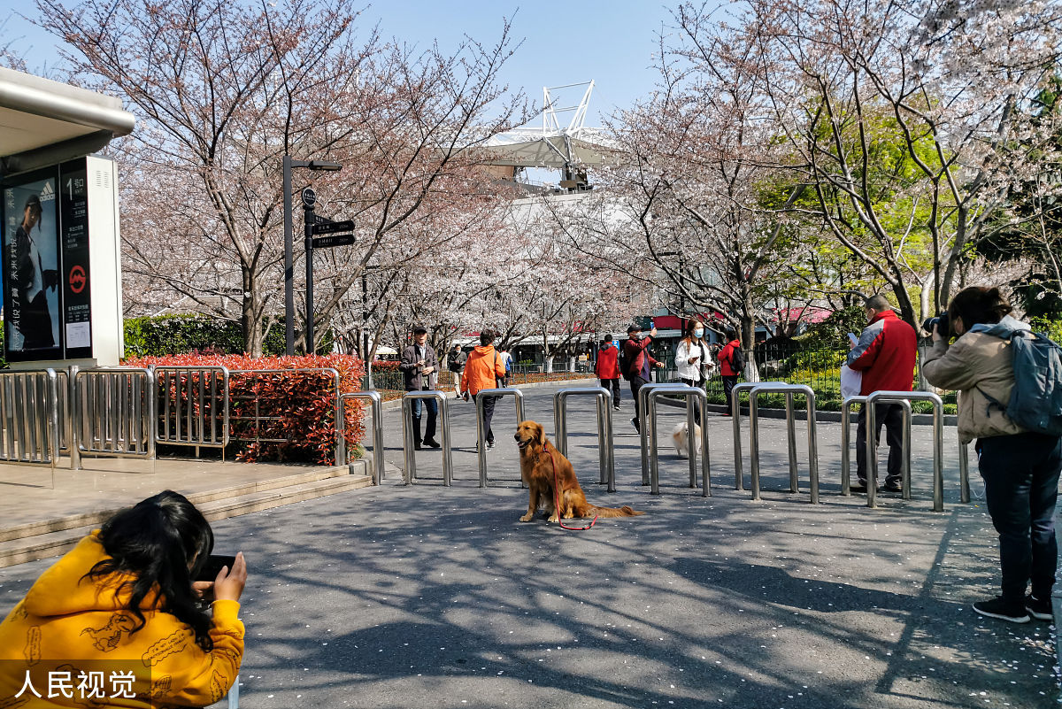 2020年2月23日,上海,有着"最美地铁口"之称的地铁8号线虹口足球场外的