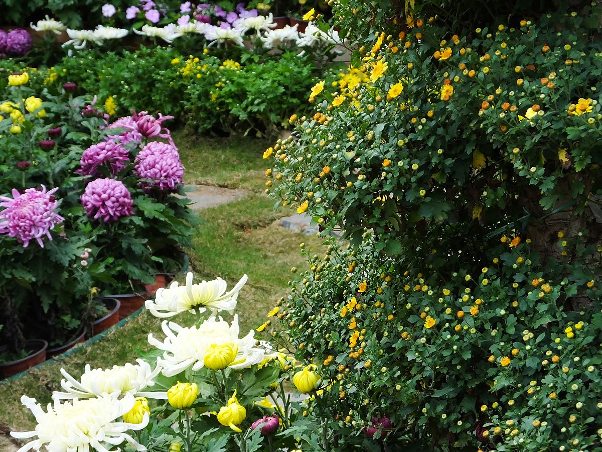 菊花的花期与光照的关系：秋季开花，遮光可提前至夏季