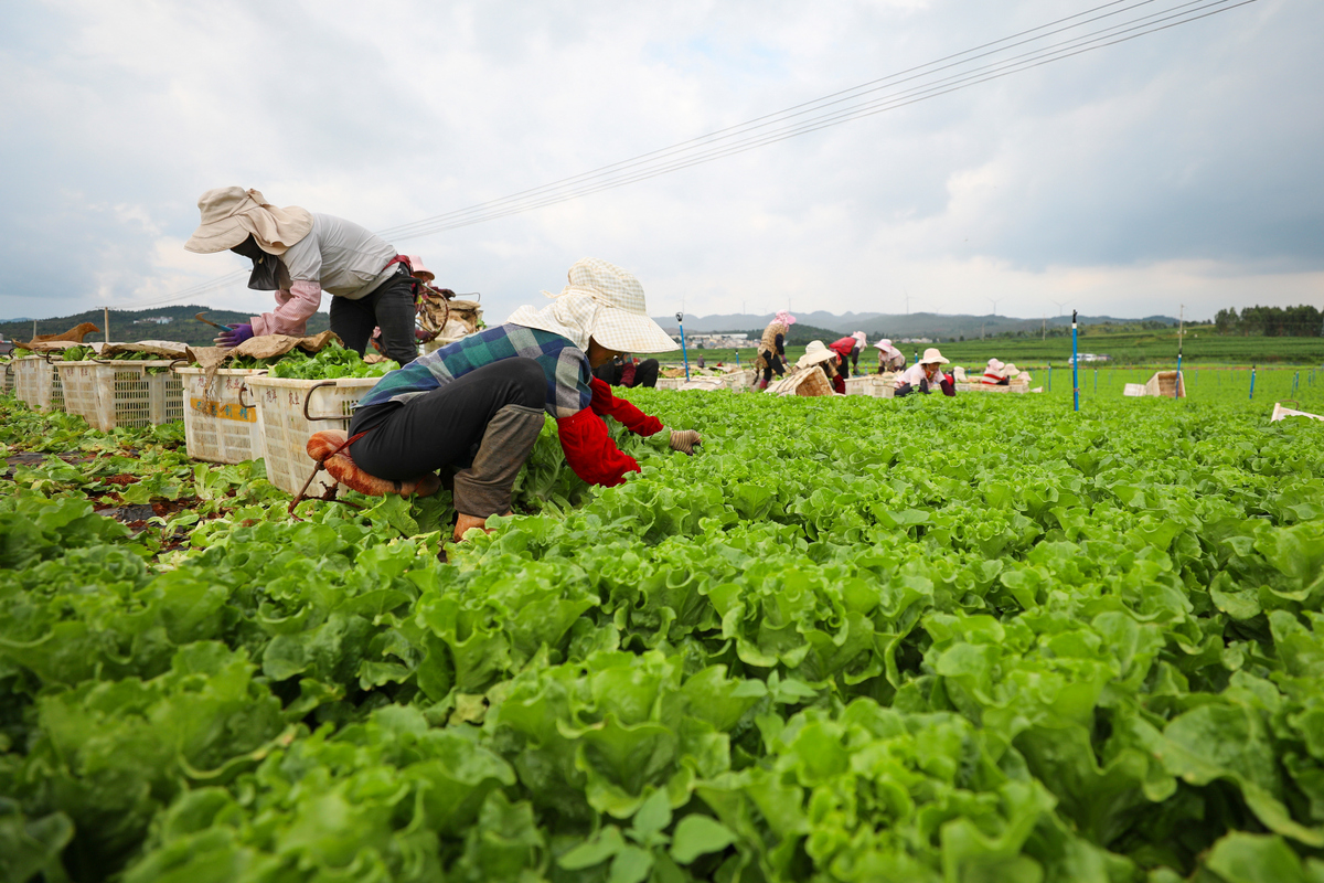 农村100元能做哪些事？生活、农业、创业全方位指南