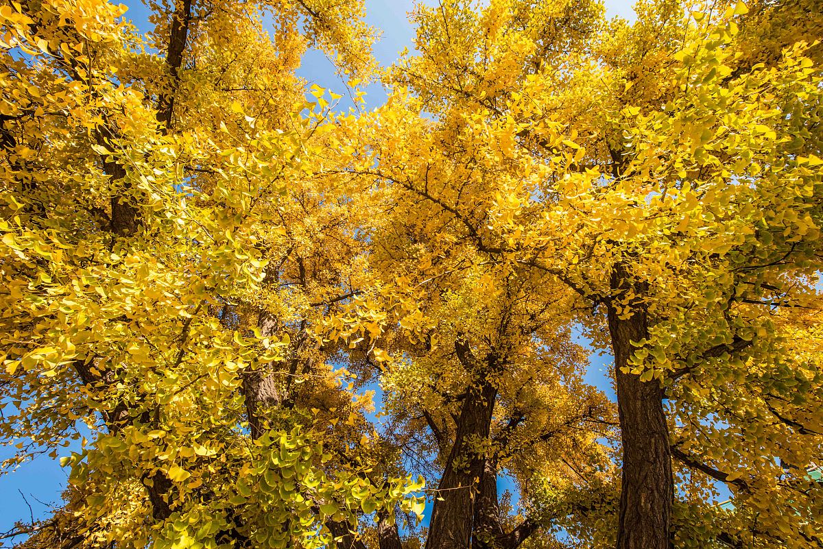湖北工程职业学院3+2五年制大专招生简章 - 培养高素质技能人才