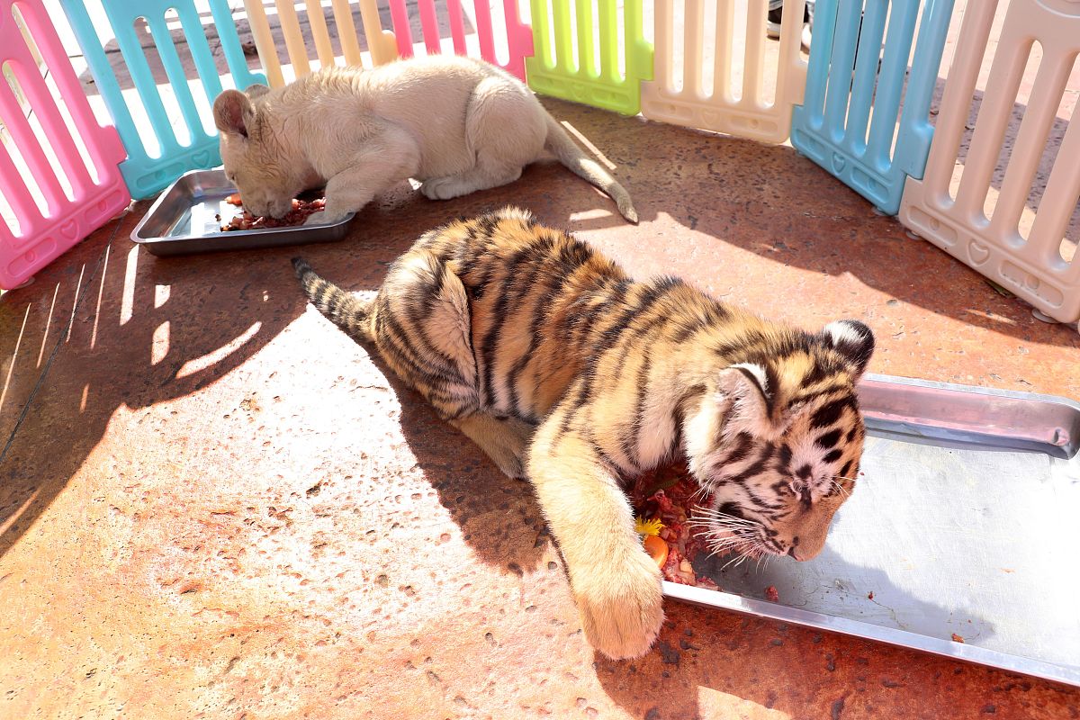 动物园参观见习心得：动物多样性、保护意识与未来方向