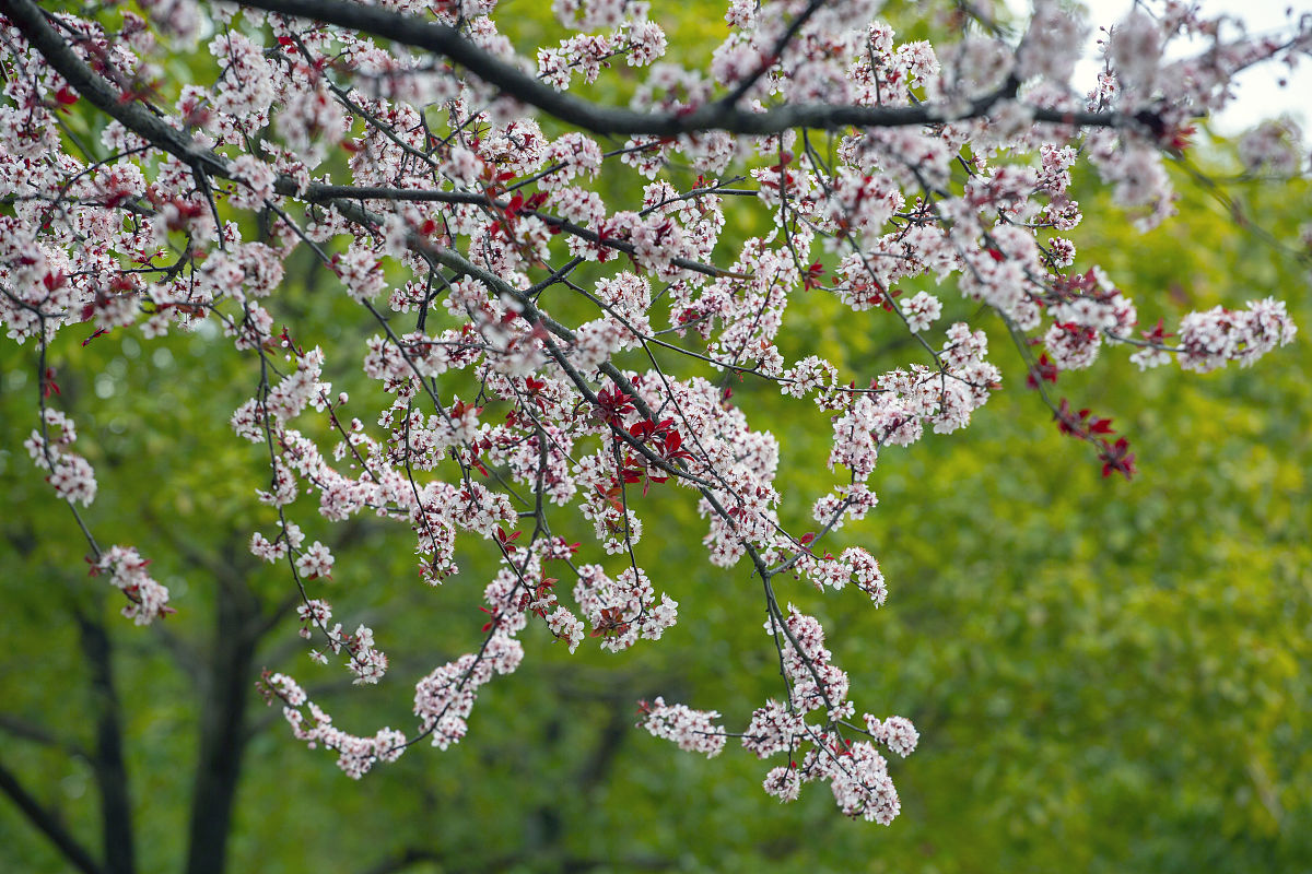 湖北中医药大学3+2五年制大专分数线