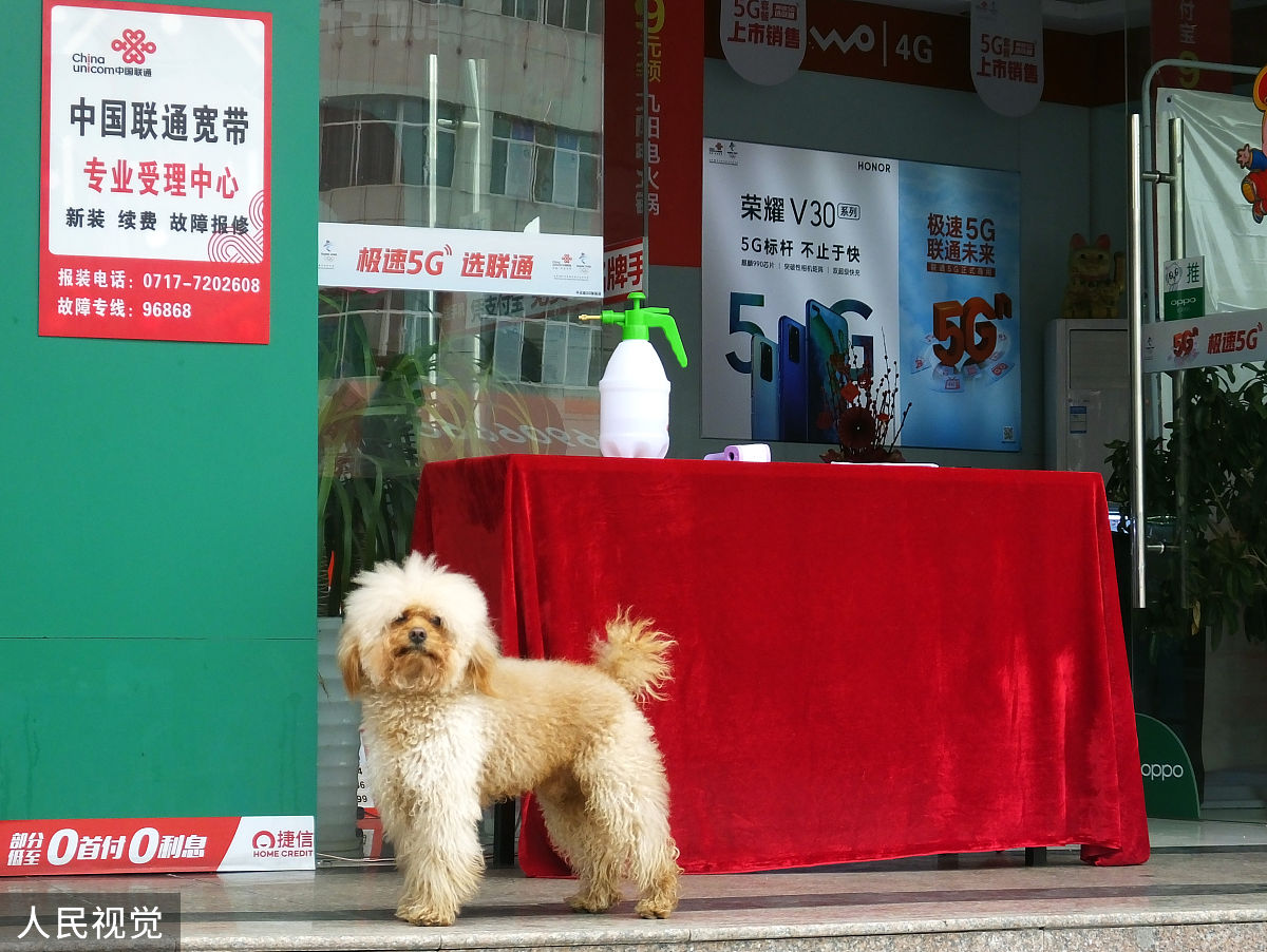 为什么需要宠物寄养店