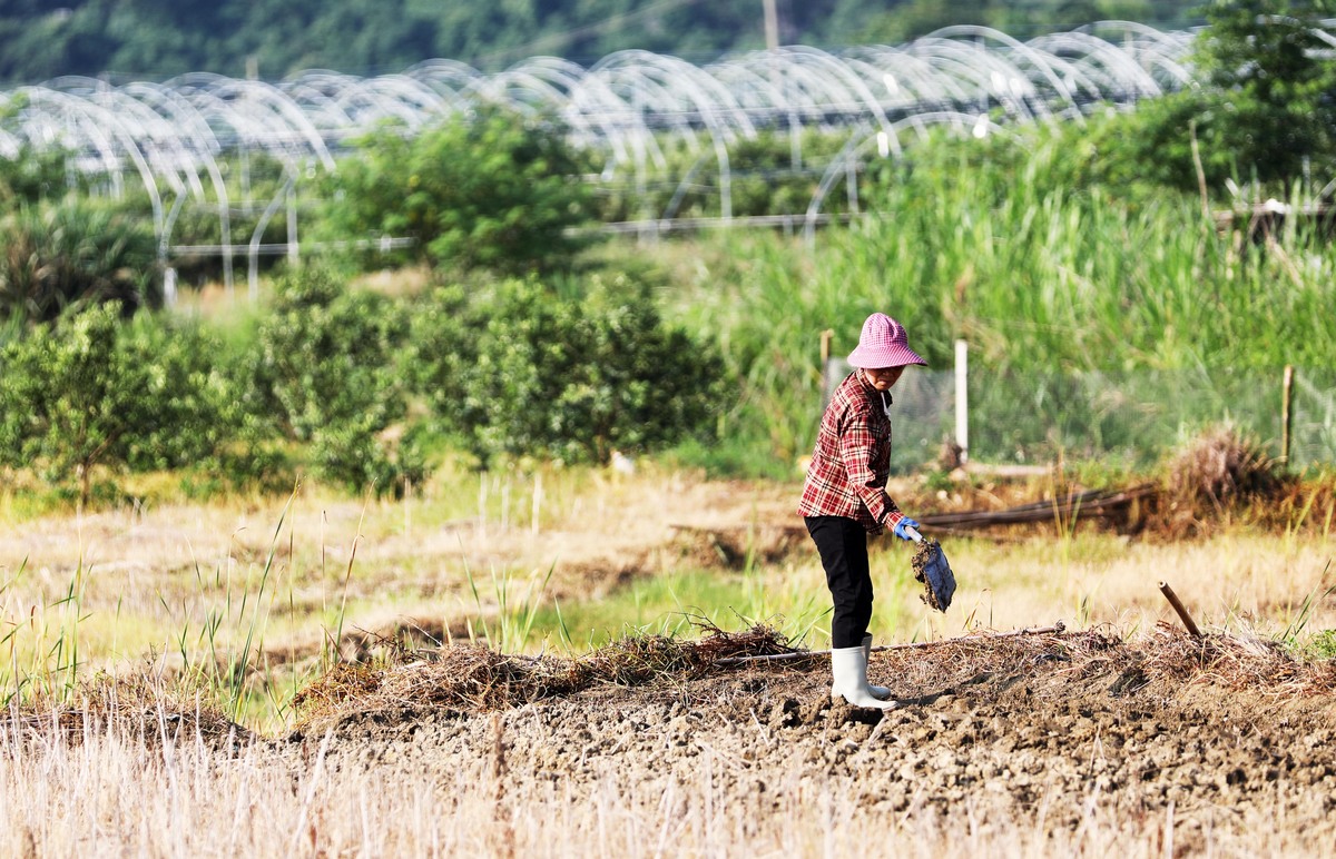 大学生社会实践报告：深入农村，感受农民生活