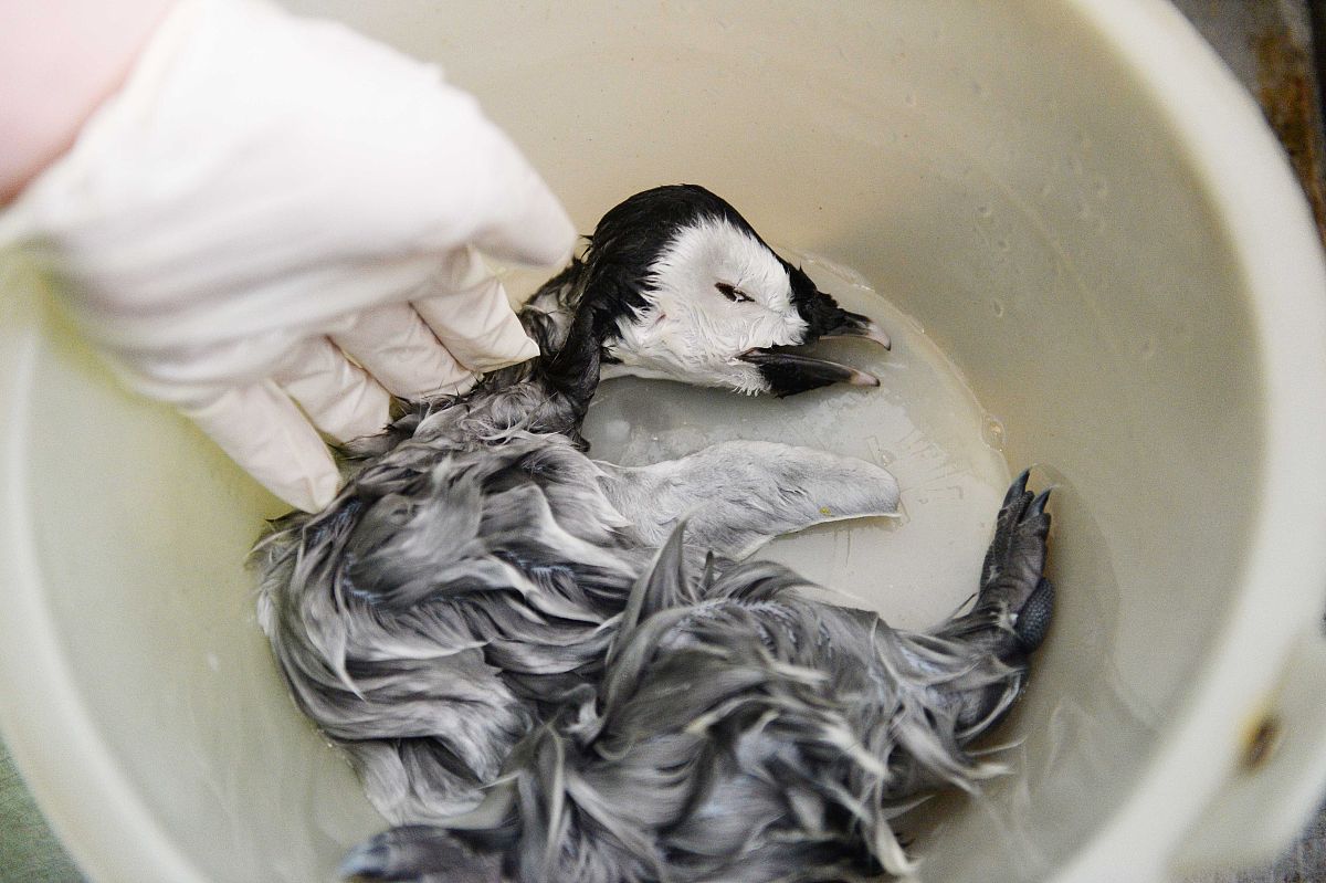 大连航运职业技术学院报关与国际货运专业怎么样