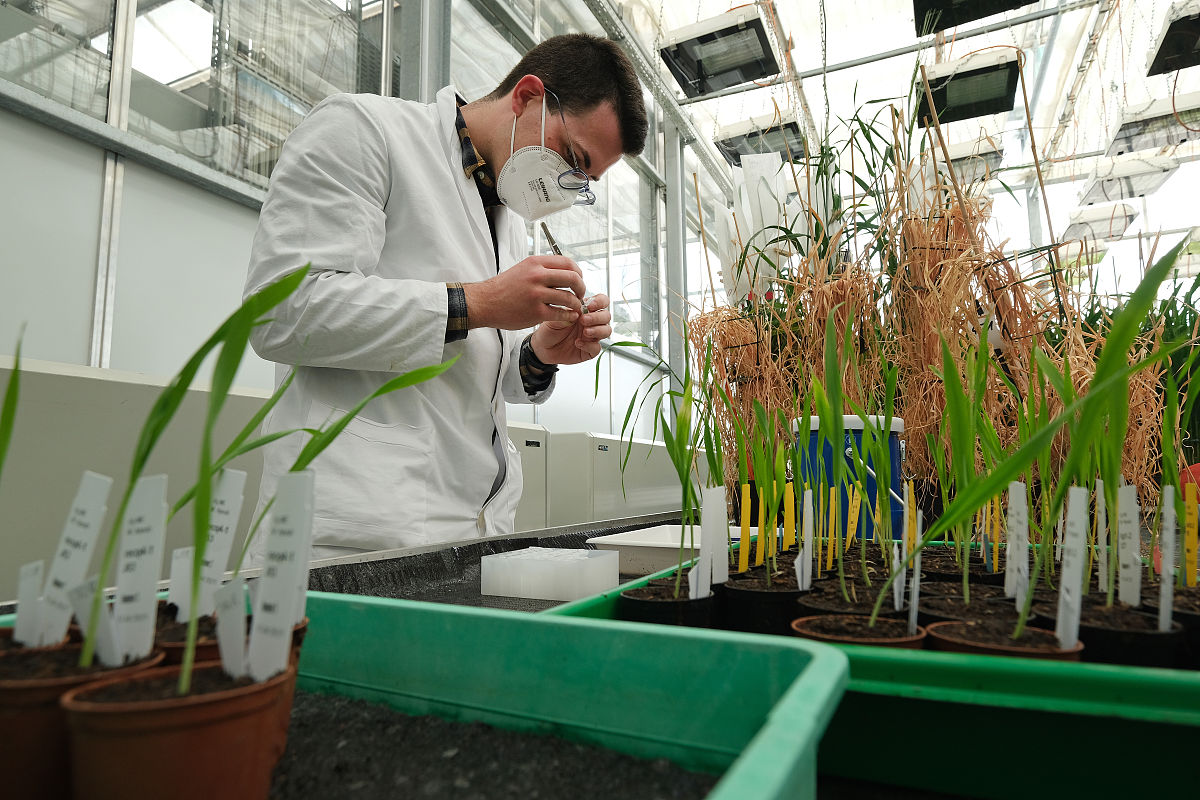 豌豆杂交实验两次套袋的意义 - 确保实验准确性和可重复性