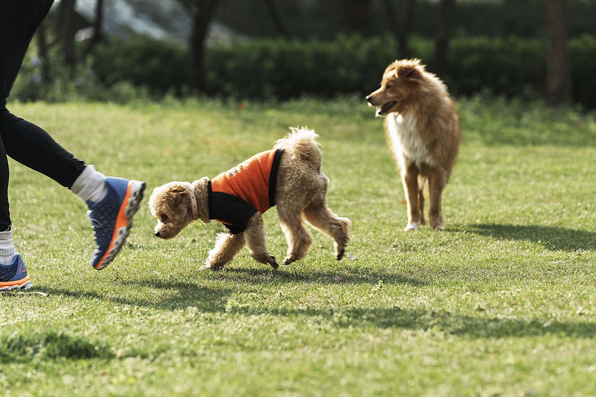 现在你扮演一只狗狗