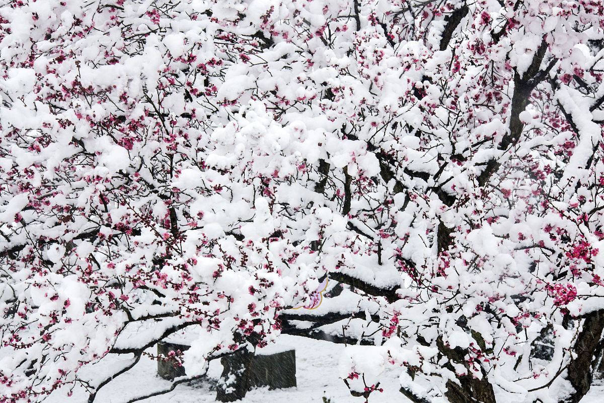 梅花魂描写梅花精神的句子是哪句